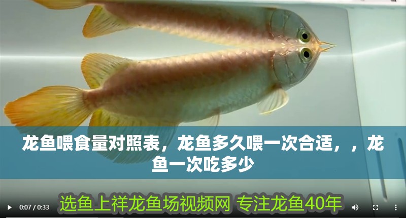 龍魚喂食量對照表，龍魚多久喂一次合適，，龍魚一次吃多少
