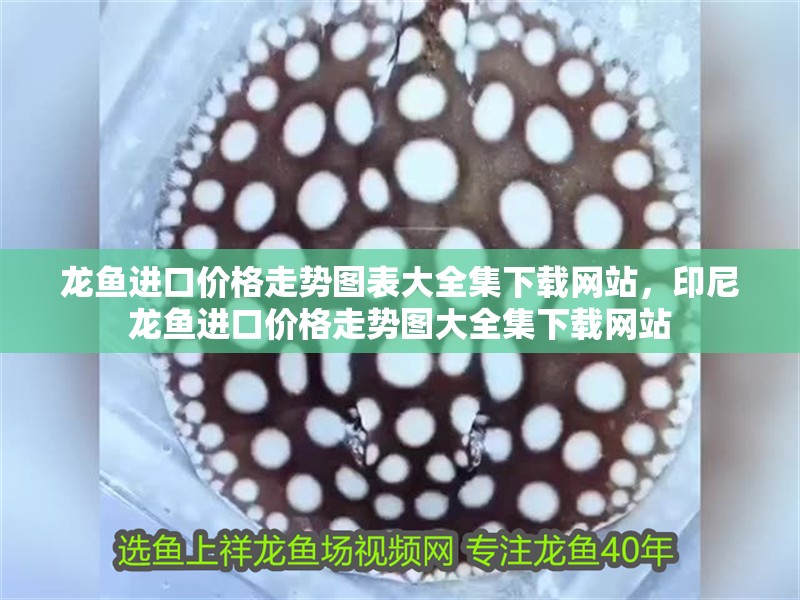 龍魚進口價格走勢圖表大全集下載網站，印尼龍魚進口價格走勢圖大全集下載網站 龍魚進口價格走勢圖表大全集下載網站，印尼龍魚進口價格走勢圖大全集下載網站 觀賞魚百科 第2張