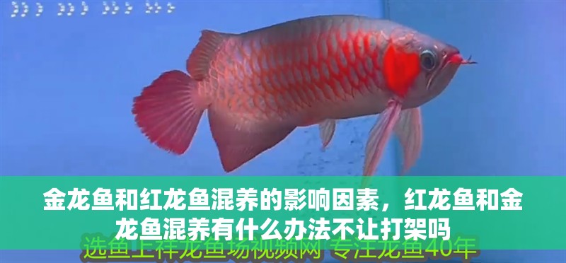 金龍魚和紅龍魚混養的影響因素，紅龍魚和金龍魚混養有什么辦法不讓打架嗎