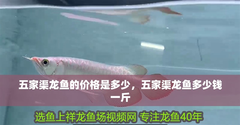 五家渠龍魚的價格是多少，五家渠龍魚多少錢一斤