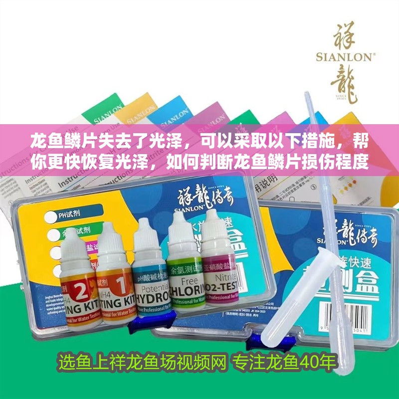 龍魚鱗片失去了光澤，可以采取以下措施，幫你更快恢復光澤，如何判斷龍魚鱗片損傷程度？ 龍魚鱗片失去了光澤，可以采取以下措施，幫你更快恢復光澤，如何判斷龍魚鱗片損傷程度？ 龍魚百科