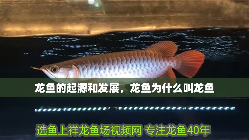 龍魚的起源和發展，龍魚為什么叫龍魚