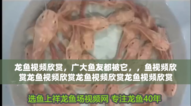 龍魚視頻欣賞，廣大魚友都被它，，魚視頻欣賞龍魚視頻欣賞龍魚視頻欣賞龍魚視頻欣賞