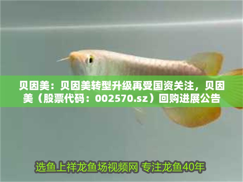 貝因美:貝因美轉型升級再受國資關注,貝因美(股票代碼:002570.sz)回購進展公告 觀賞魚百科 第6張 貝因美:貝因美轉型升級再受國資關注,貝因美(股票代碼:002570.sz)回購進展公告 貝因美:貝因美轉型升級再受國資關注,貝因美(股票代碼:002570.sz)回購進展公告 觀賞魚百科 第6張