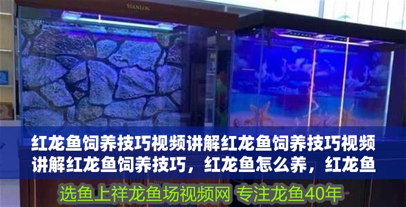 紅龍魚飼養技巧視頻講解紅龍魚飼養技巧視頻講解紅龍魚飼養技巧，紅龍魚怎么養，紅龍魚飼養方法