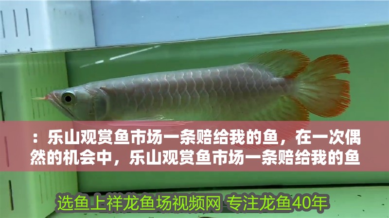 ：樂山觀賞魚市場一條賠給我的魚，在一次偶然的機會中，樂山觀賞魚市場一條賠給我的魚，在一次偶然的機會中