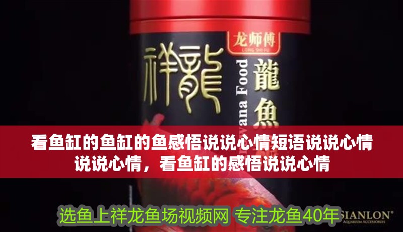 看魚缸的魚缸的魚感悟說(shuō)說(shuō)心情短語(yǔ)說(shuō)說(shuō)心情說(shuō)說(shuō)心情，看魚缸的感悟說(shuō)說(shuō)心情