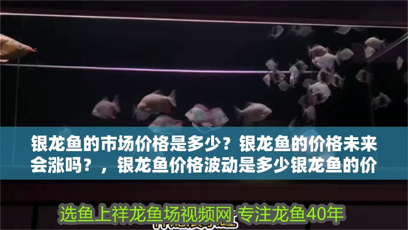 銀龍魚的市場價(jià)格是多少？銀龍魚的價(jià)格未來會(huì)漲嗎？，銀龍魚價(jià)格波動(dòng)是多少銀龍魚的價(jià)格波動(dòng)是多少