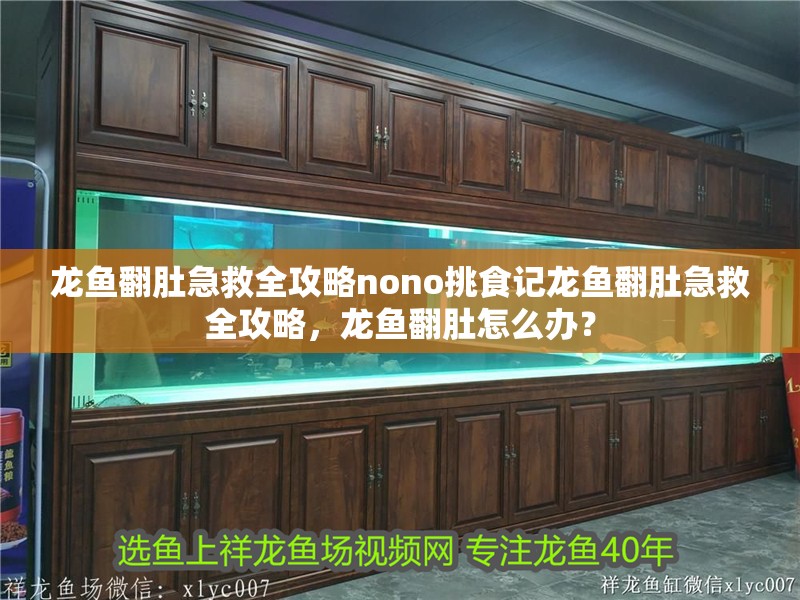 龍魚翻肚急救全攻略nono挑食記龍魚翻肚急救全攻略，龍魚翻肚怎么辦？ 龍魚翻肚急救全攻略nono挑食記龍魚翻肚急救全攻略，龍魚翻肚怎么辦？ 龍魚百科