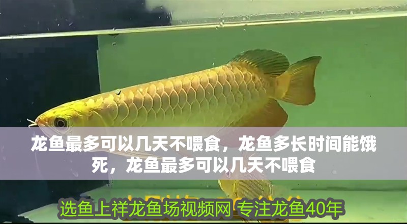 龍魚最多可以幾天不喂食，龍魚多長時(shí)間能餓死，龍魚最多可以幾天不喂食