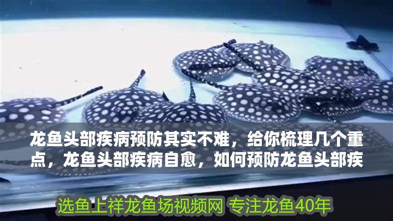 龍魚頭部疾病預(yù)防其實(shí)不難，給你梳理幾個(gè)重點(diǎn)，龍魚頭部疾病自愈，如何預(yù)防龍魚頭部疾病