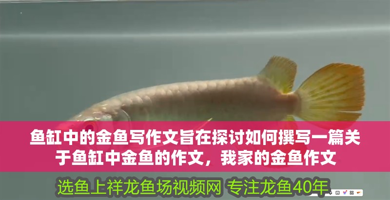魚缸中的金魚寫作文旨在探討如何撰寫一篇關(guān)于魚缸中金魚的作文，我家的金魚作文