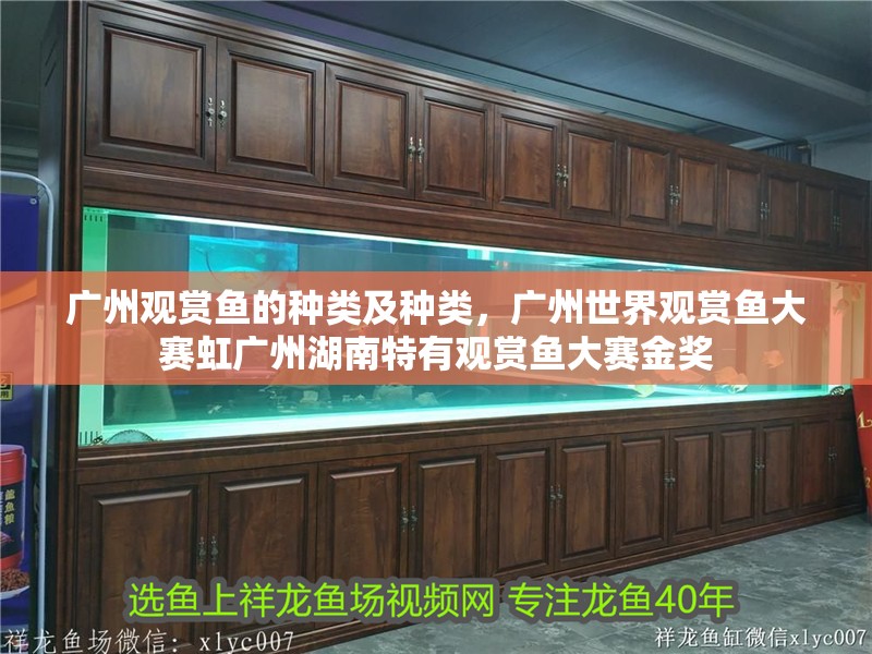 廣州觀賞魚的種類及種類，廣州世界觀賞魚大賽虹廣州湖南特有觀賞魚大賽金獎(jiǎng)