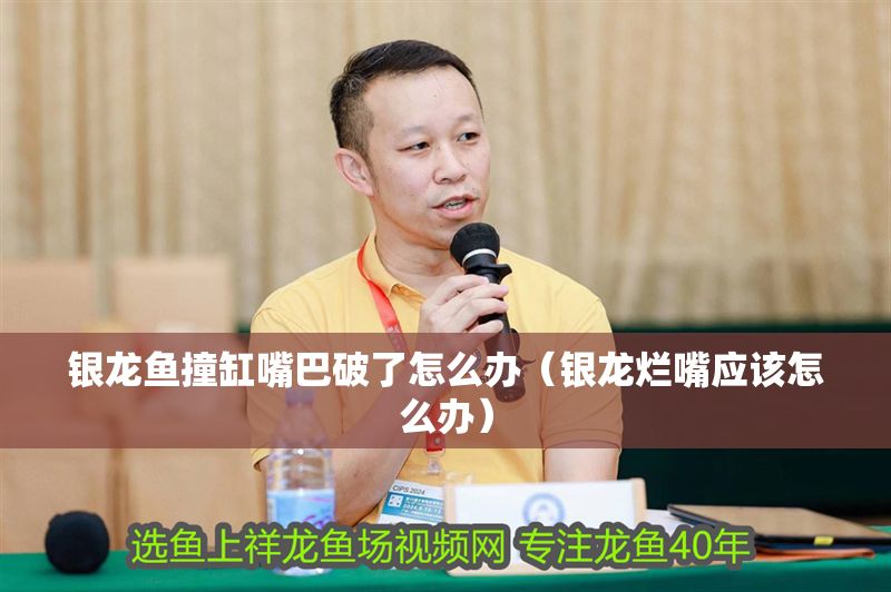 銀龍魚撞缸嘴巴破了怎么辦（銀龍爛嘴應該怎么辦）