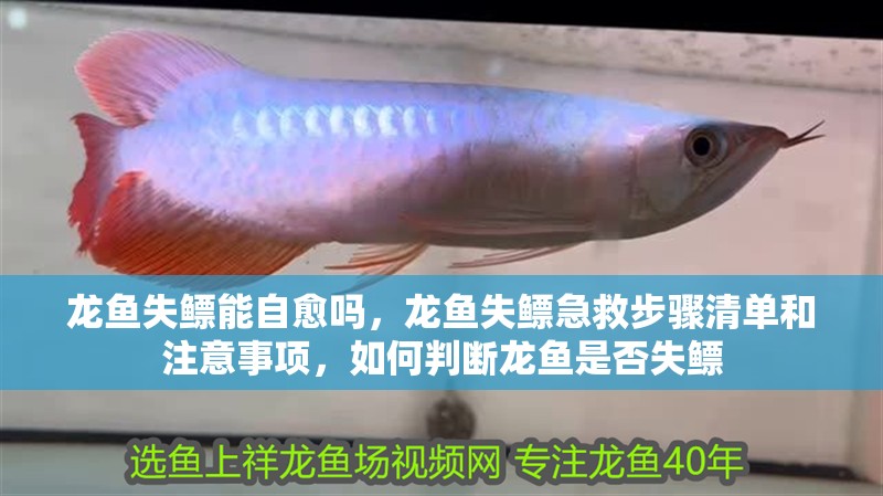 龍魚失鰾能自愈嗎，龍魚失鰾急救步驟清單和注意事項，如何判斷龍魚是否失鰾