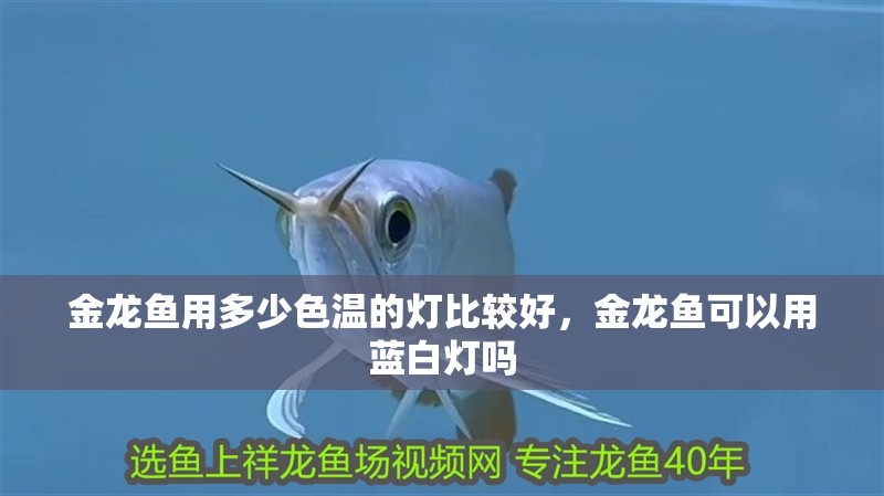金龍魚用多少色溫的燈比較好，金龍魚可以用藍白燈嗎