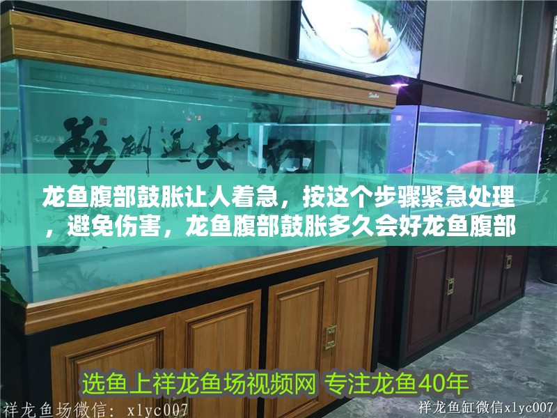 龍魚腹部鼓脹讓人著急，按這個步驟緊急處理，避免傷害，龍魚腹部鼓脹多久會好龍魚腹部鼓脹多久會好嗎