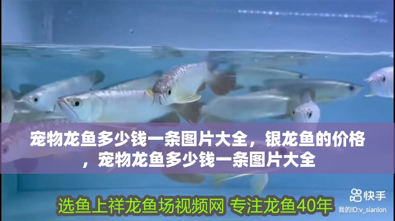寵物龍魚多少錢一條圖片大全，銀龍魚的價(jià)格，寵物龍魚多少錢一條圖片大全