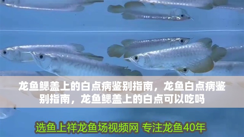 龍魚鰓蓋上的白點病鑒別指南，龍魚白點病鑒別指南，龍魚鰓蓋上的白點可以吃嗎