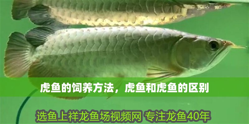 虎魚的飼養(yǎng)方法，虎魚和虎魚的區(qū)別