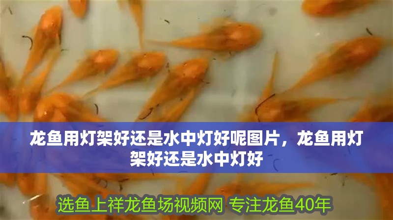 龍魚用燈架好還是水中燈好呢圖片，龍魚用燈架好還是水中燈好