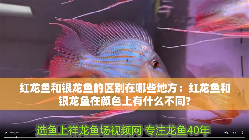 紅龍魚和銀龍魚的區別在哪些地方：紅龍魚和銀龍魚在顏色上有什么不同？