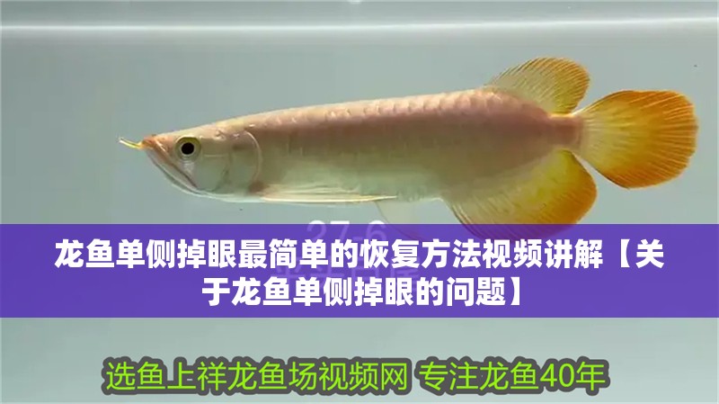 龍魚單側掉眼最簡單的恢復方法視頻講解【關于龍魚單側掉眼的問題】