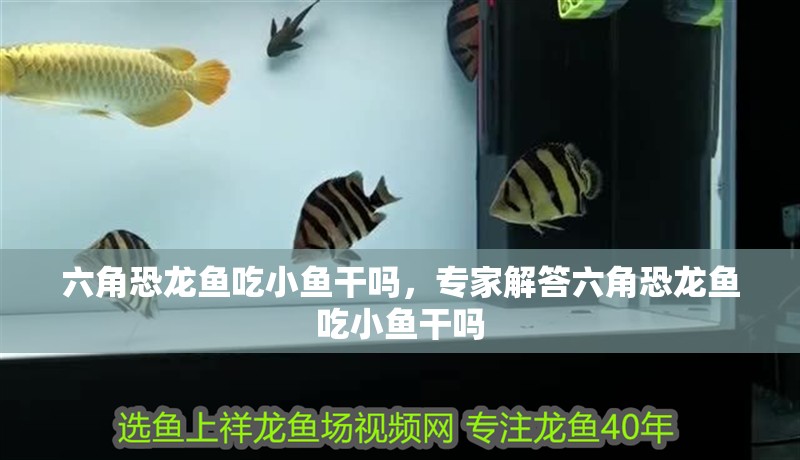 六角恐龍魚吃小魚干嗎，專家解答六角恐龍魚吃小魚干嗎