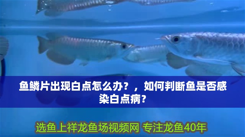 魚鱗片出現白點怎么辦？，如何判斷魚是否感染白點??？