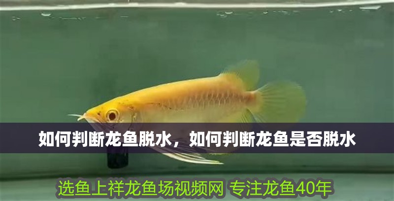 如何判斷龍魚脫水，如何判斷龍魚是否脫水