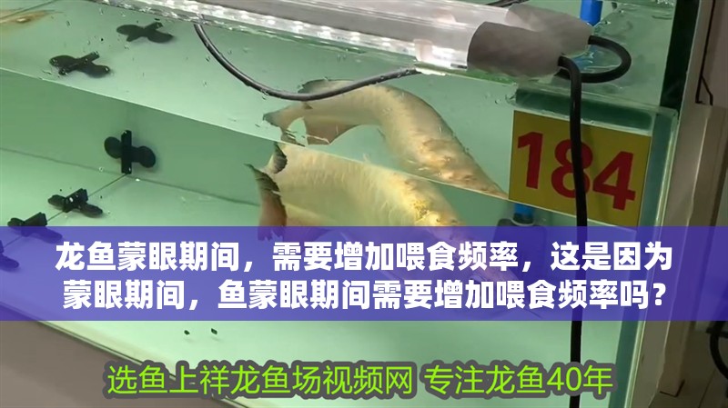 龍魚蒙眼期間，需要增加喂食頻率，這是因?yàn)槊裳燮陂g，魚蒙眼期間需要增加喂食頻率嗎？