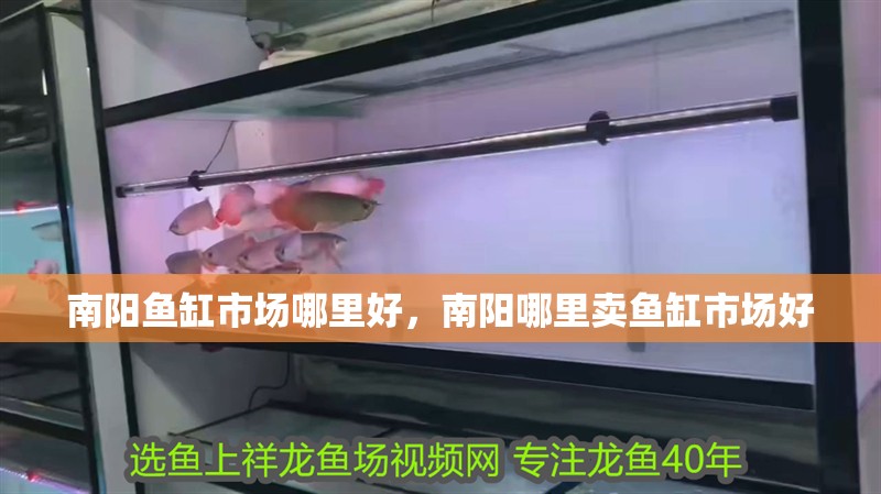 南陽魚缸市場哪里好，南陽哪里賣魚缸市場好