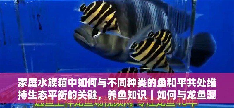 家庭水族箱中如何與不同種類的魚和平共處維持生態平衡的關鍵，養魚知識｜如何與龍魚混養？