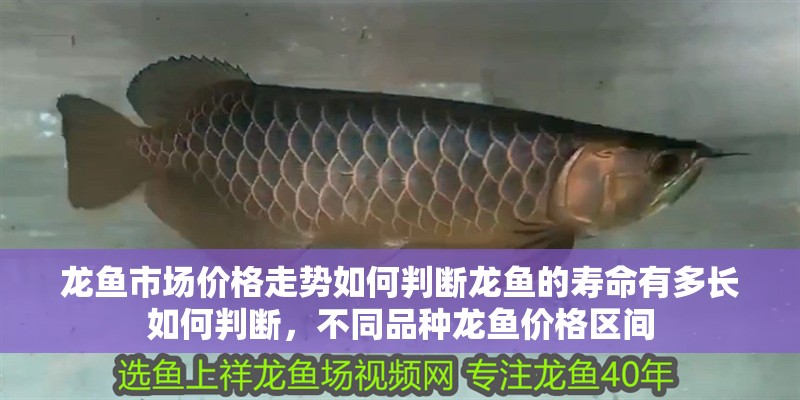 龍魚市場價格走勢如何判斷龍魚的壽命有多長如何判斷，不同品種龍魚價格區間