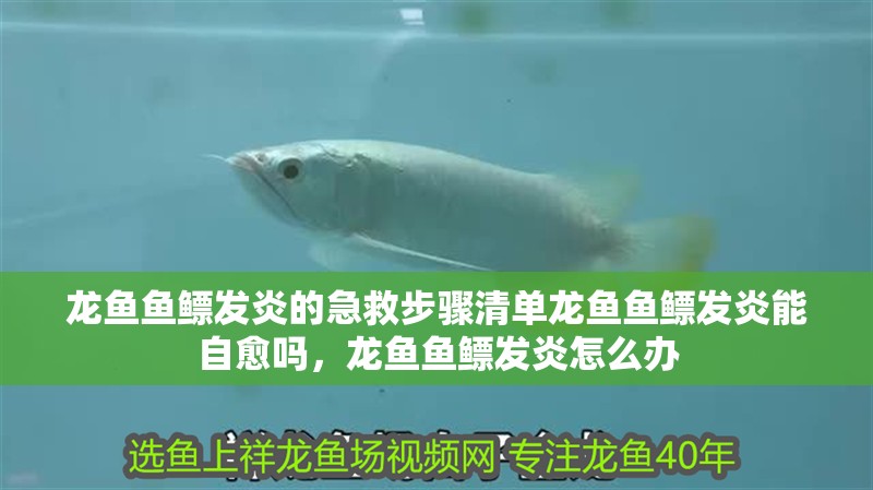 龍魚魚鰾發炎的急救步驟清單龍魚魚鰾發炎能自愈嗎，龍魚魚鰾發炎怎么辦