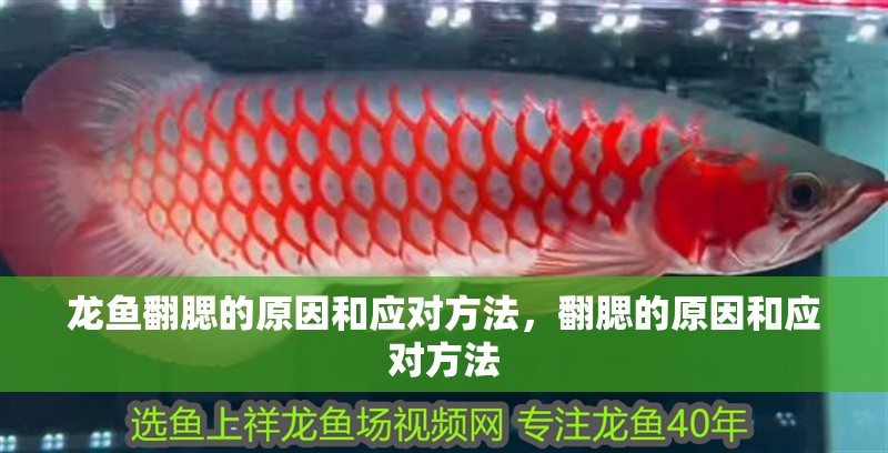 龍魚翻腮的原因和應(yīng)對(duì)方法，翻腮的原因和應(yīng)對(duì)方法