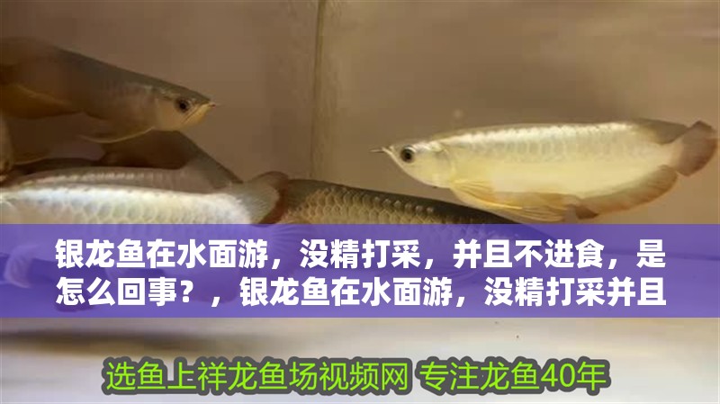 銀龍魚在水面游，沒精打采，并且不進食，是怎么回事？，銀龍魚在水面游，沒精打采并且不進食
