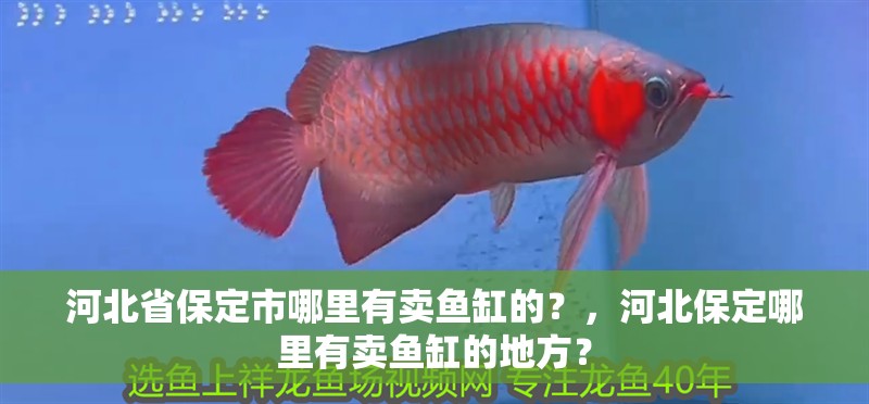 河北省保定市哪里有賣魚缸的？，河北保定哪里有賣魚缸的地方？