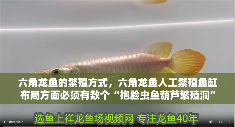 六角龍魚的繁殖方式，六角龍魚人工繁殖魚缸布局方面必須有數個“抱臉蟲魚葫蘆繁殖洞”