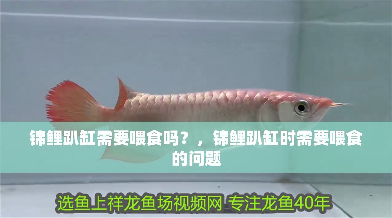 錦鯉趴缸需要喂食嗎？，錦鯉趴缸時需要喂食的問題