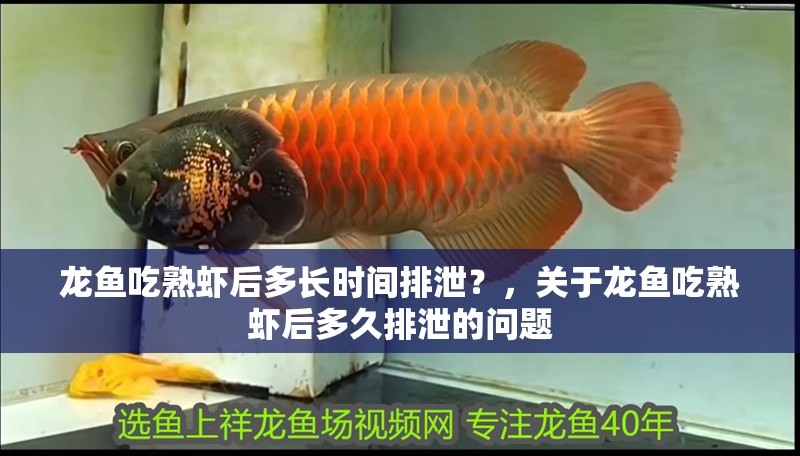 龍魚吃熟蝦后多長時間排泄？，關于龍魚吃熟蝦后多久排泄的問題