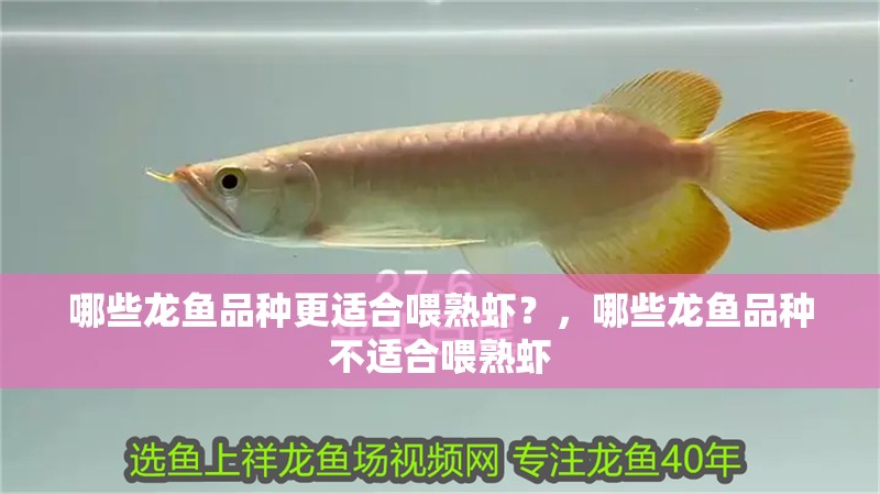 哪些龍魚品種更適合喂熟蝦？，哪些龍魚品種不適合喂熟蝦