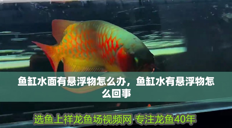 魚(yú)缸水面有懸浮物怎么辦，魚(yú)缸水有懸浮物怎么回事 魚(yú)缸水面有懸浮物怎么辦，魚(yú)缸水有懸浮物怎么回事 觀賞魚(yú)百科 第2張