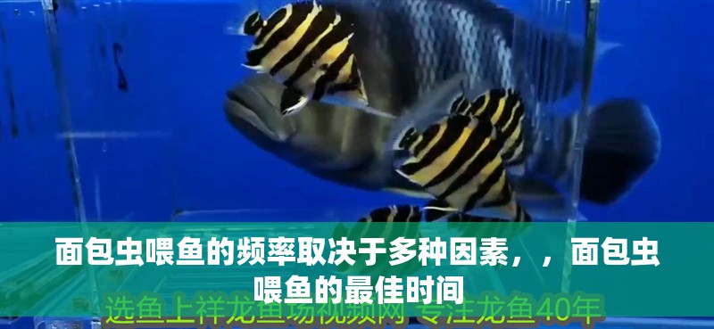 面包蟲喂魚的頻率取決于多種因素，，面包蟲喂魚的最佳時間