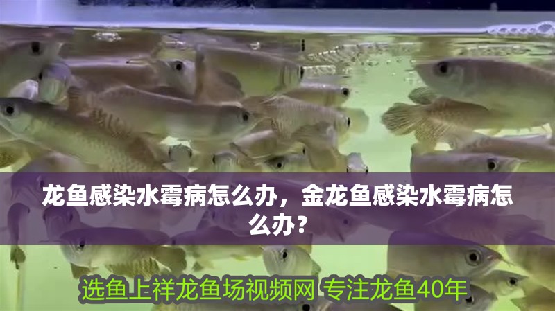 龍魚感染水霉病怎么辦，金龍魚感染水霉病怎么辦？