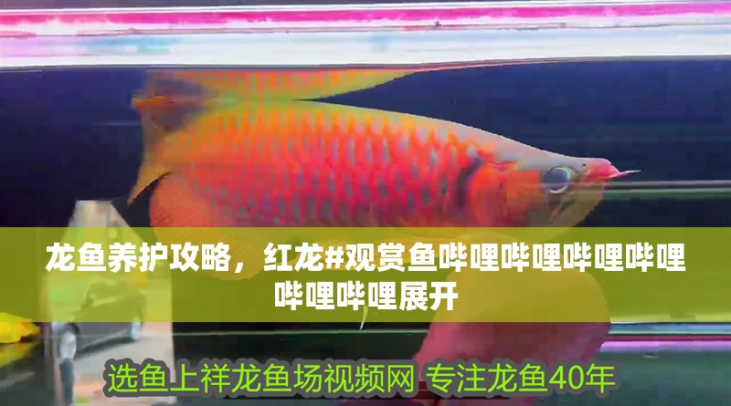 龍魚養護攻略，紅龍#觀賞魚嗶哩嗶哩嗶哩嗶哩嗶哩嗶哩展開