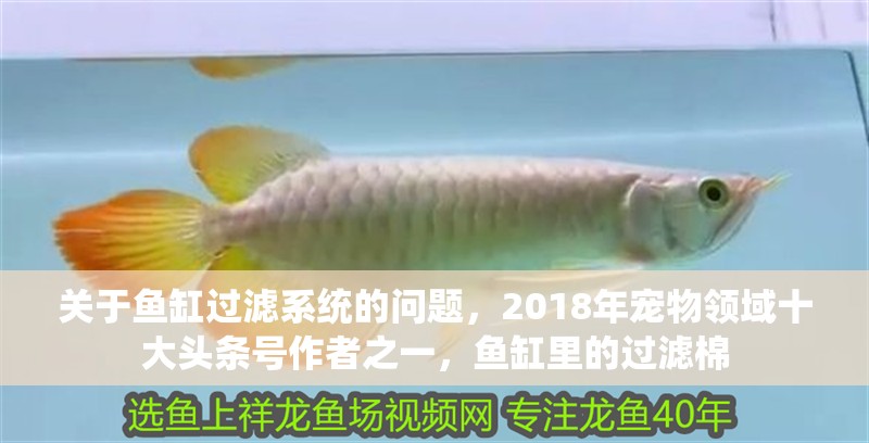 關于魚缸過濾系統的問題，2018年寵物領域十大頭條號作者之一，魚缸里的過濾棉