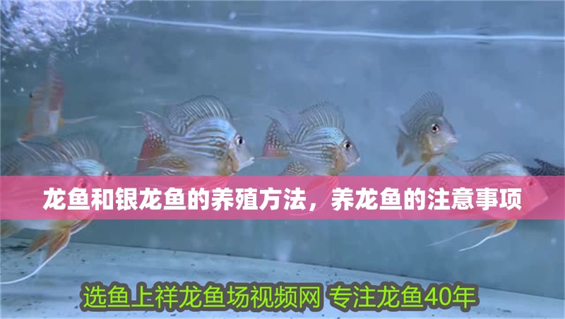 龍魚和銀龍魚的養殖方法，養龍魚的注意事項 龍魚和銀龍魚的養殖方法，養龍魚的注意事項 觀賞魚百科