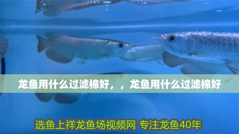 龍魚用什么過濾棉好，，龍魚用什么過濾棉好