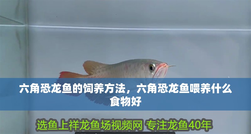 六角恐龍魚的飼養(yǎng)方法，六角恐龍魚喂養(yǎng)什么食物好